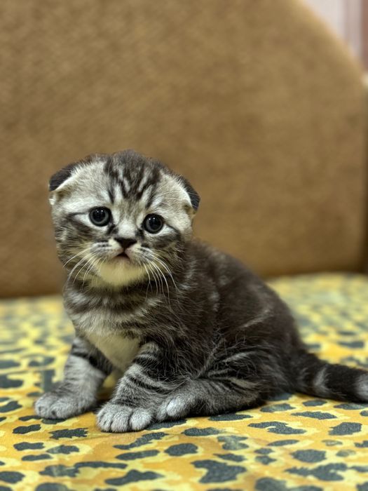 Красиві кошенята