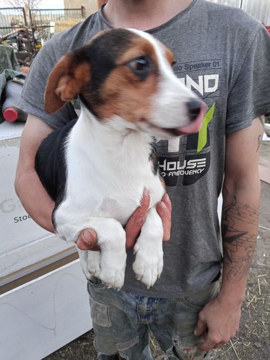 Psy 2 letnie w  typie Beagle