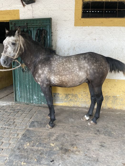 Vendo poldro cruzado de arabe com lusitano