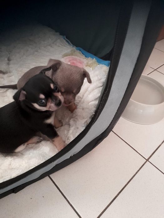 Femea da raça Chihuahua, muito pequena cor lilac