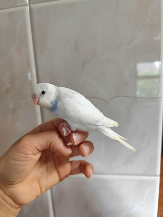 Periquito arlequim domesticado