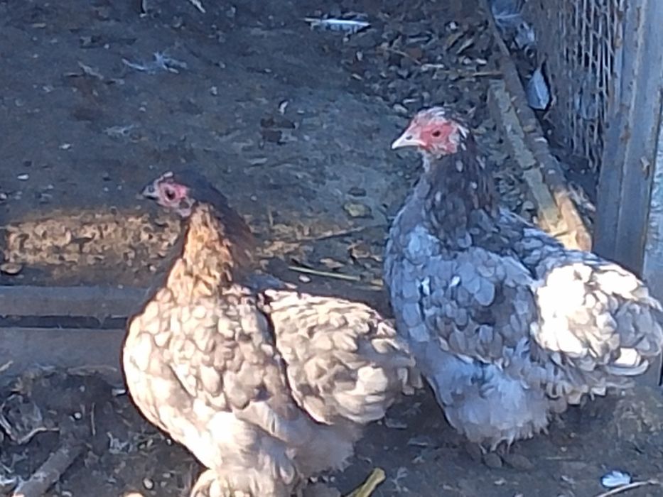 Кури карликові кох.