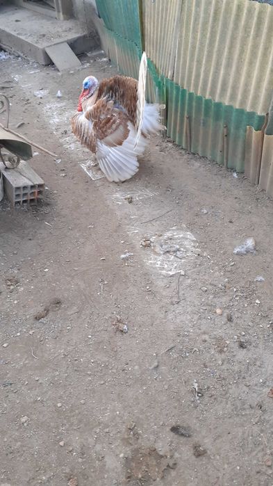 Ovos galados de galinha Jersey gigante e de Sedosas barbudas.