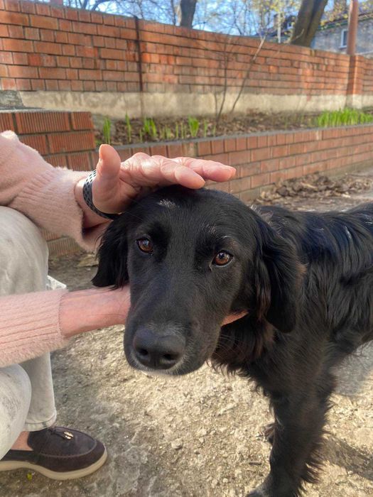 Молодий песик в добрі руки