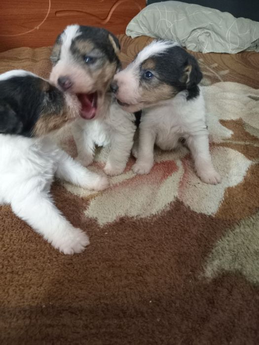 Фокстер'єр жорсткошерстний