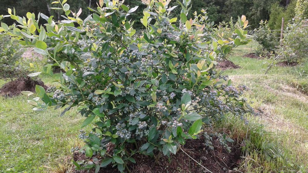 Sprzedam Piękne Krzewy Borówki Amerykańskiej