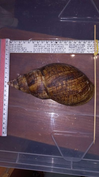 Равлики ахатина ретикулята альбіно