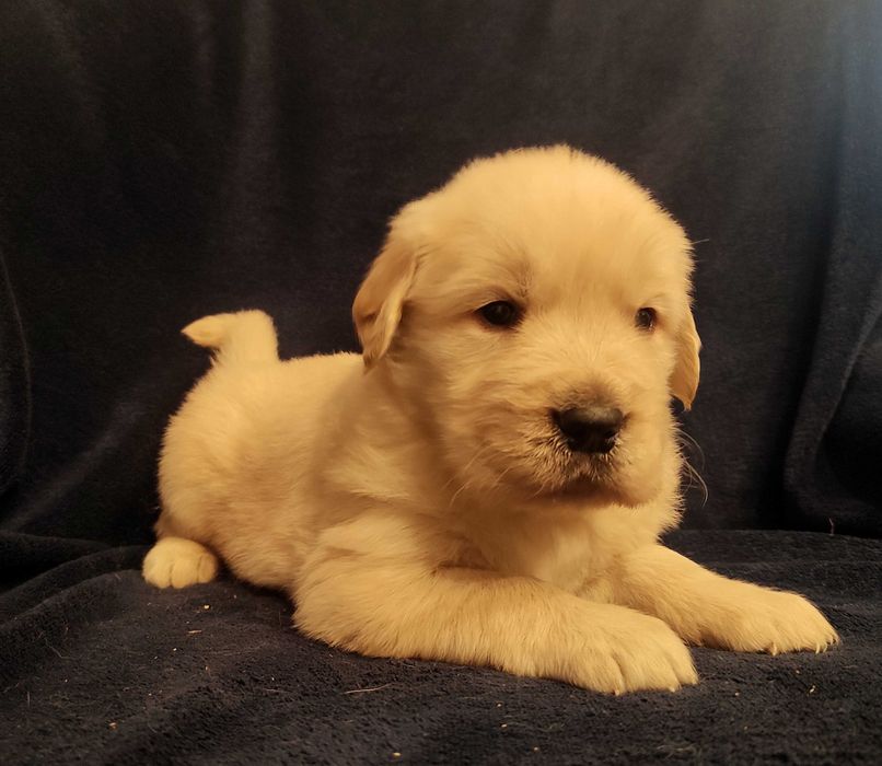 Golden Retriever - jasno złoty chłopiec