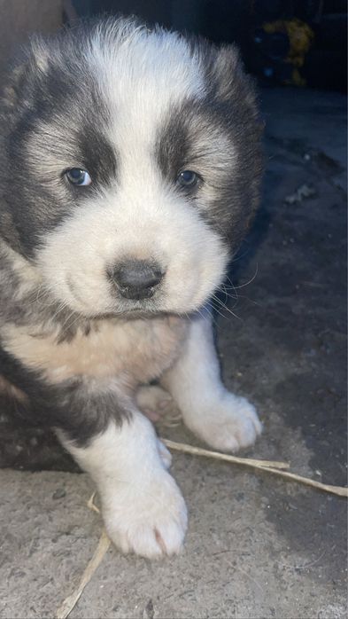 Цуценята кавказької вівчарки