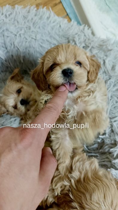 Maltipoo F1 hybryda  ze sprawdzonej hodowli
