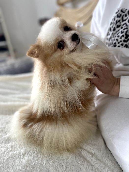 Ексклюзивні хлопчики Померанські шпіци з ідеальним характером