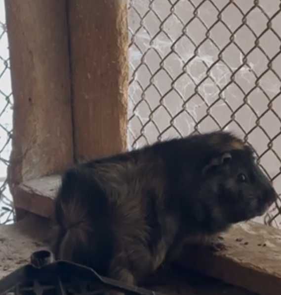 продаються морські свинки недорого