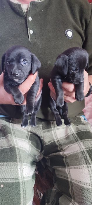 Отдам щенков в добрые руки