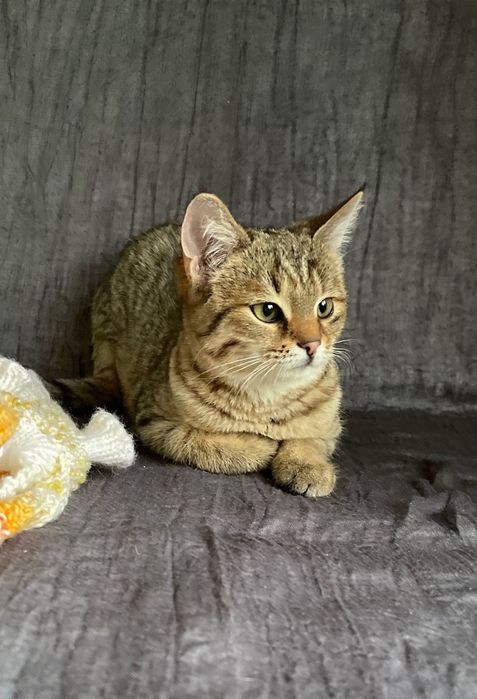 Котята котики отдам пушистый котенок