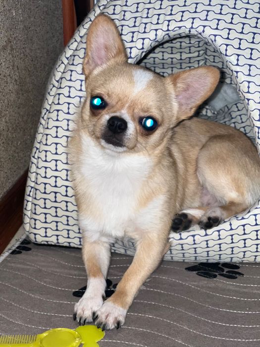 Хлопчик чихуахуа міні