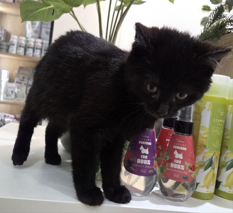 Trzej kawalerowie do adopcji