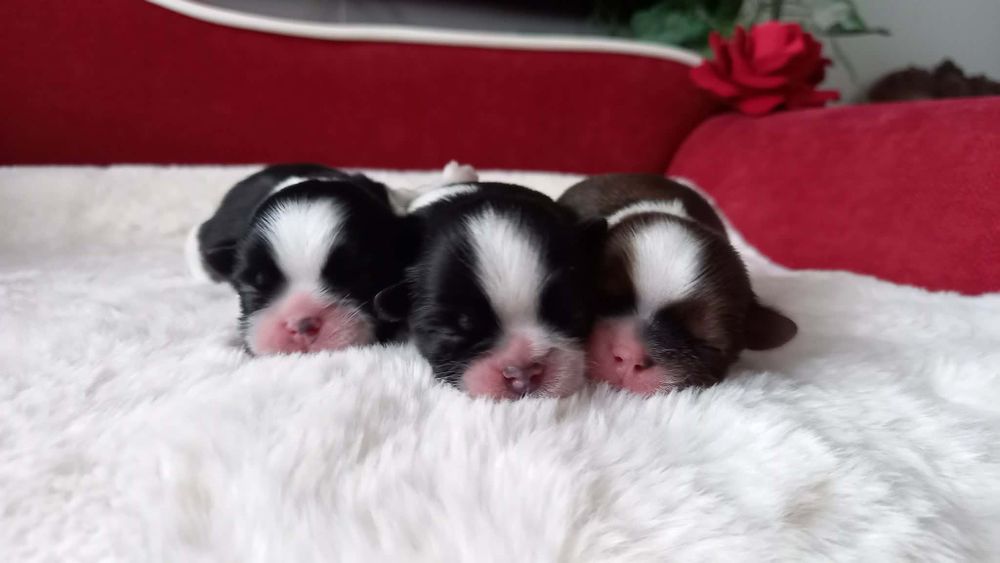 Shih Tzu  suczka z kompletem szczepień