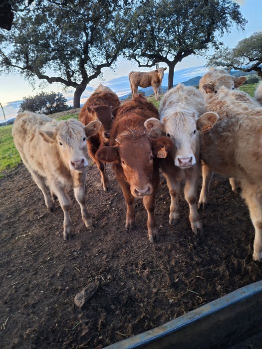 Vitelos cx de limousine e charoles.