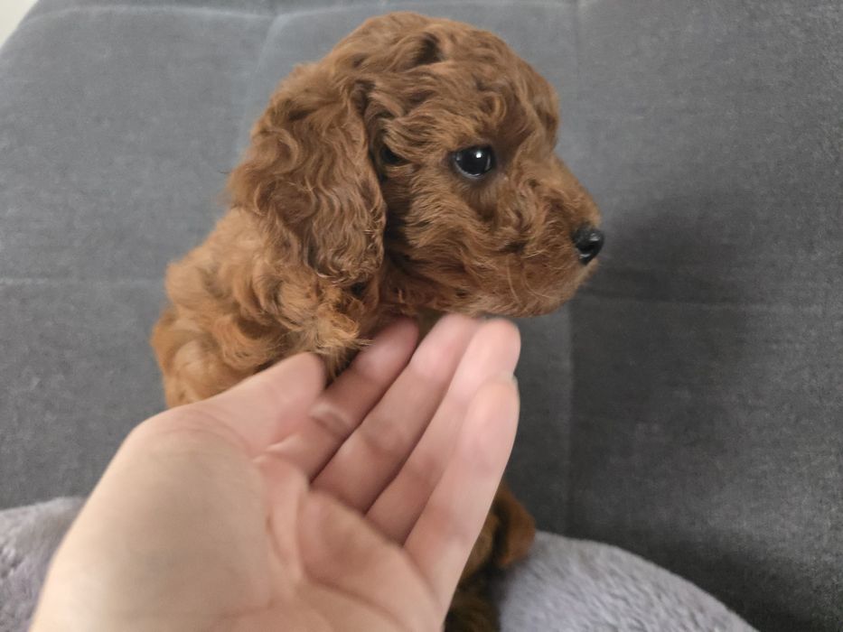 Pudel miniatura sunia pudelek red