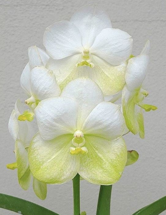 Ванда Vanda орхидея