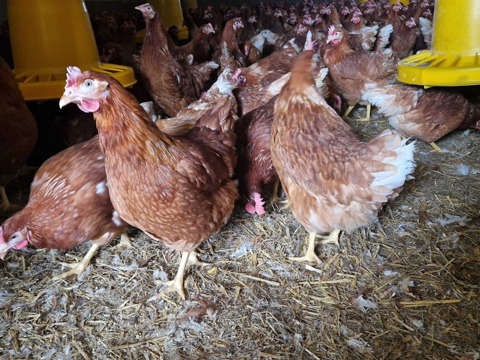 Kurki nioski młode Tetra brązowa  dowóz Gratis