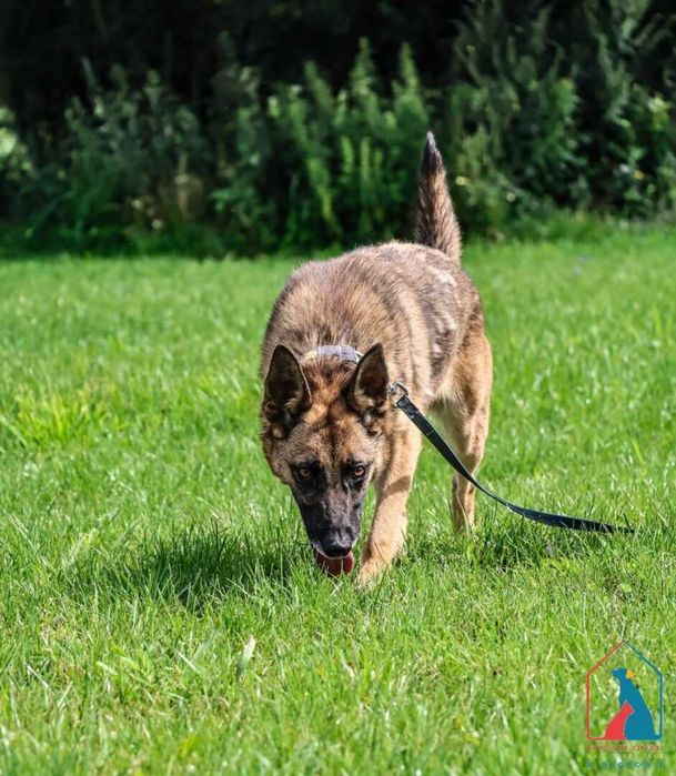 Energiczna i oddana w typie owczarka belgijskiego, 4 lata - do adopcji