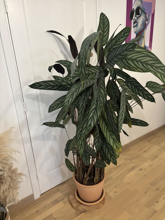 Duża roślina  Ctenanthe setosa 'Grey Star', ponad 160cm, odbior osobisty .