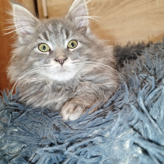 Kocurek Maine Coon piękny