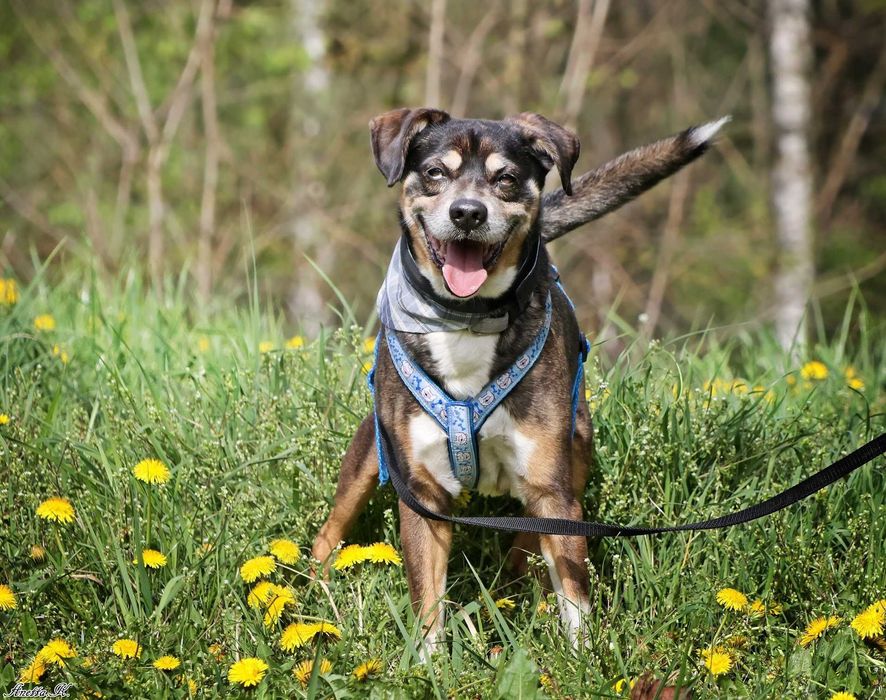 Wspaniały staruszek DOMEL czeka na dom!
