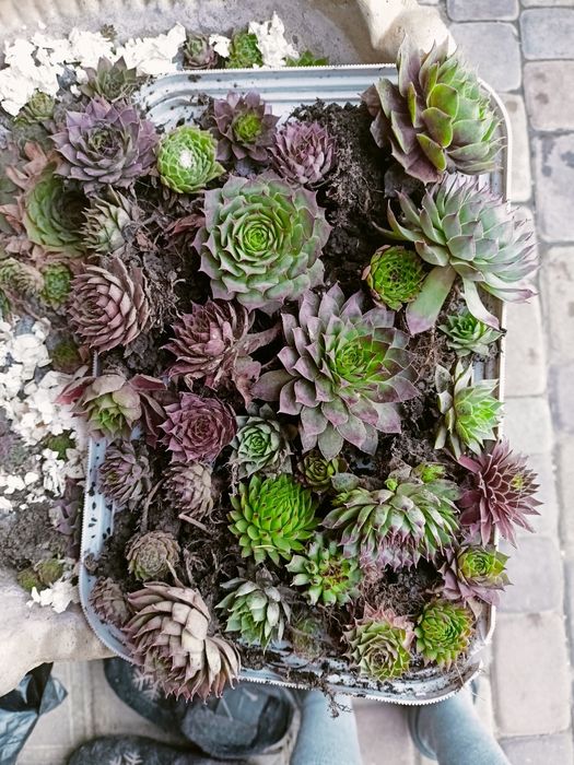 Набори з сортових молодил