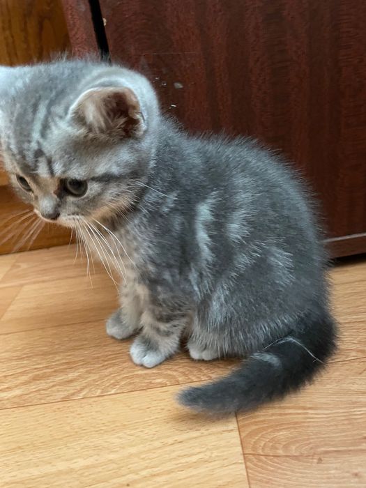 Шотландські котята