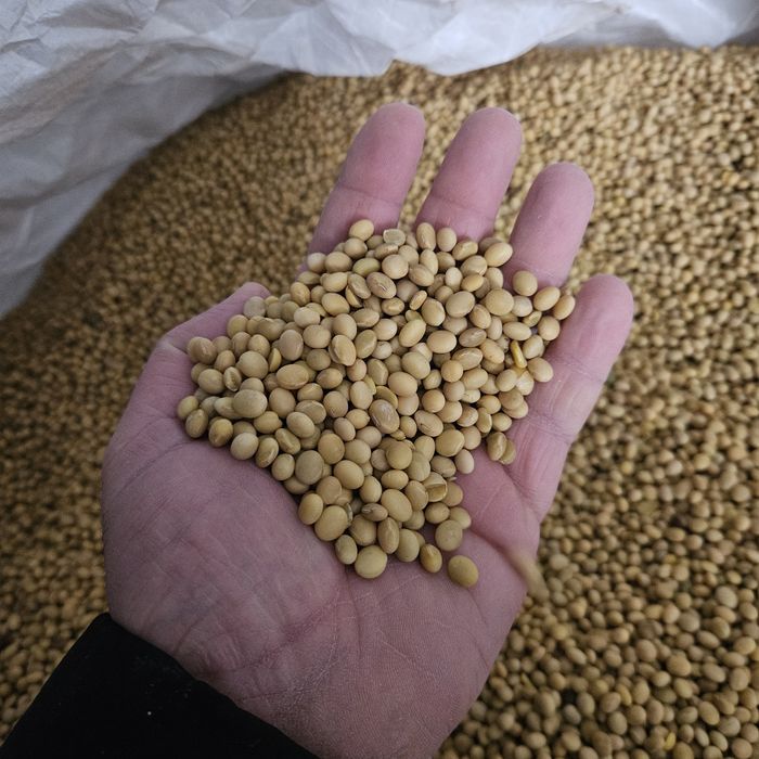 Soja czyszczona Adelfia