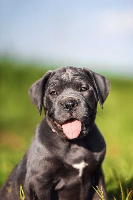 Породнi мiцнi Кане Корсо