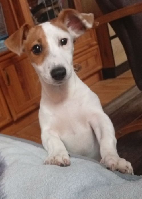 JACK RUSSELL TERRIER z rodowodem - szczeniak urodzony 10.05.2026