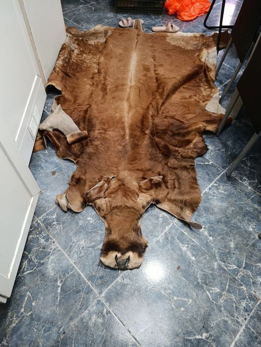 Pele de vaca em bom estado