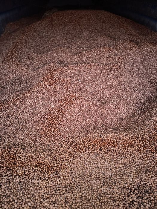 Pestka wiśni zamiast pelrtu