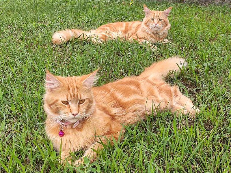 Руді кошенята мейн-кун (Red Tabby) — 3 міс., готові до переїзду