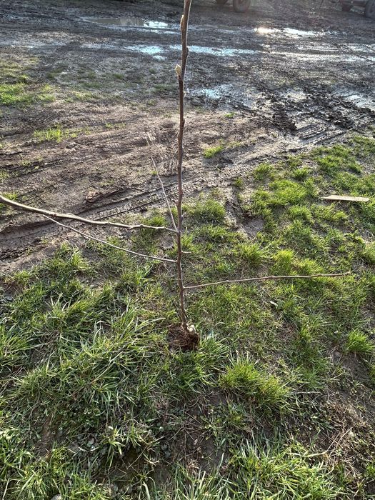 Саджанці яблуні