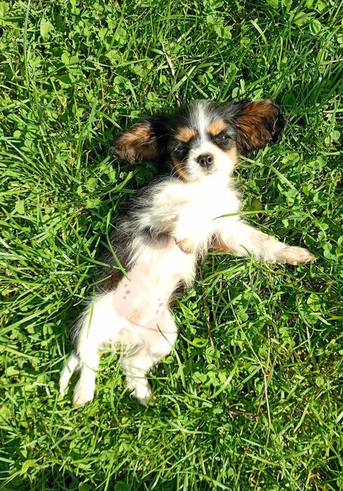 Cavalier King Charles Spaniel suczka