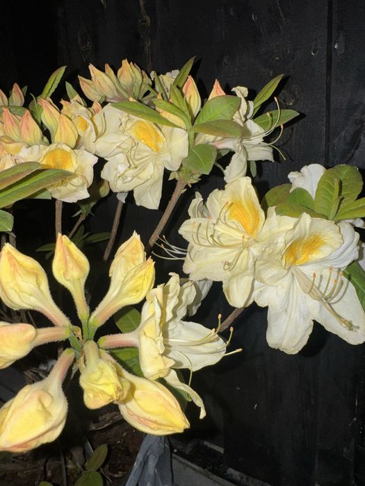 Azalia ogrodowa duza