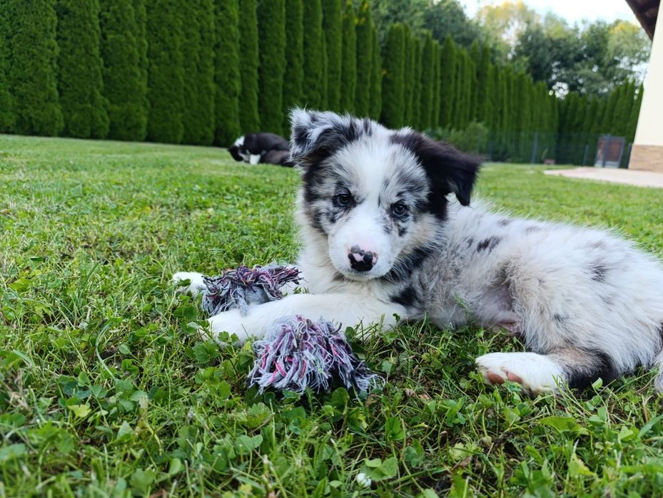 Border collie pies blues merle po Championie