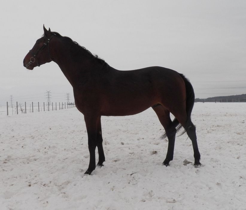 Ogier małopolski - licencja do krycia klaczy programowych