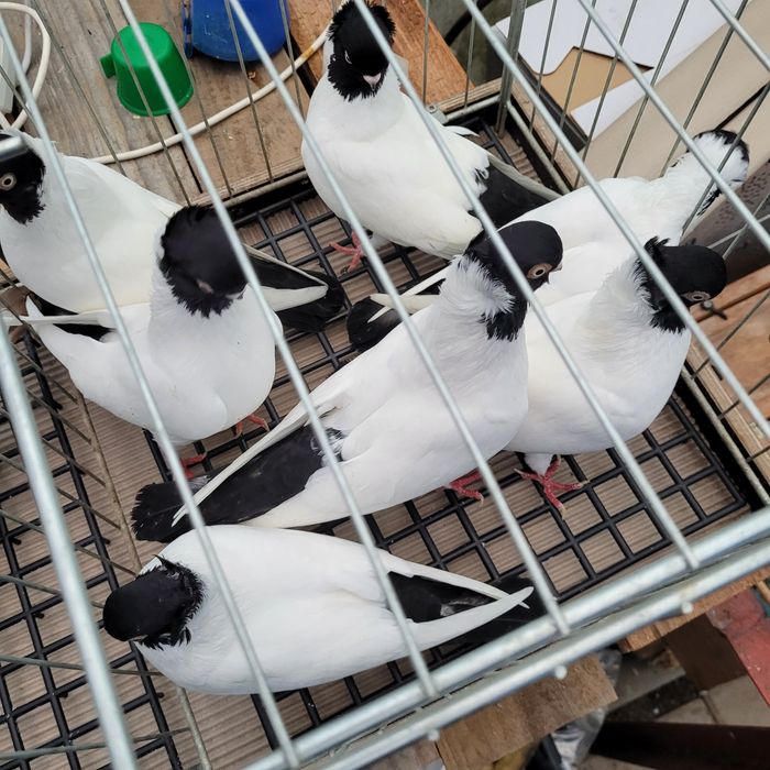 Barwnogłówka poznańska czarna, czerwona