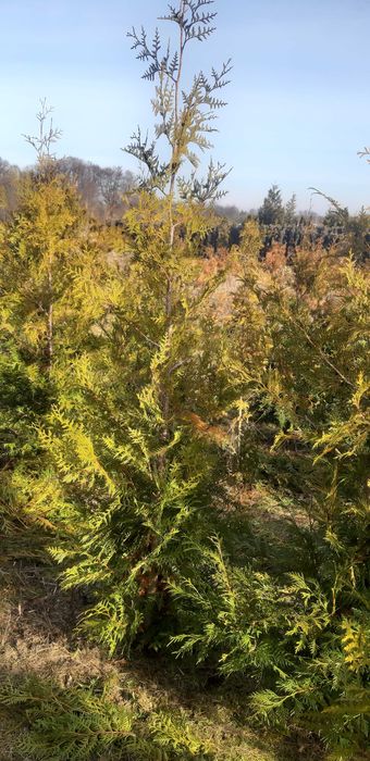 Thuja Brabant 150-170 CM