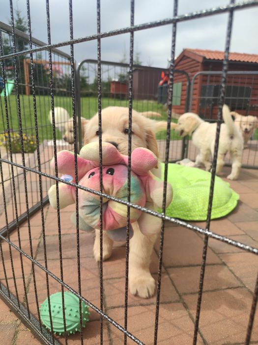 Golden retriever