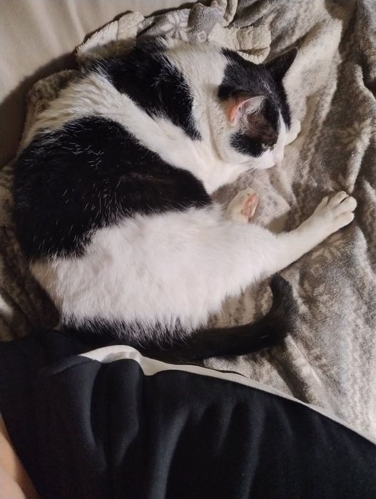 Kot szuka domu, zadbany