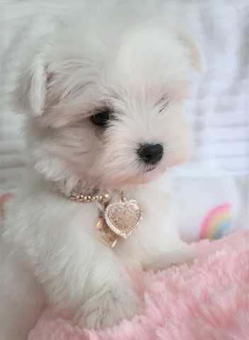 Maltańczyk Super Mini Piesek, Rodowód FOK, WDF, IKU