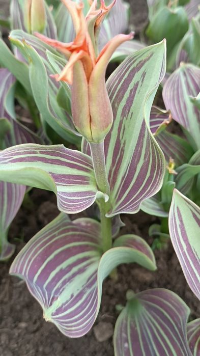 Продам  зрізом тюльпани та нарциси