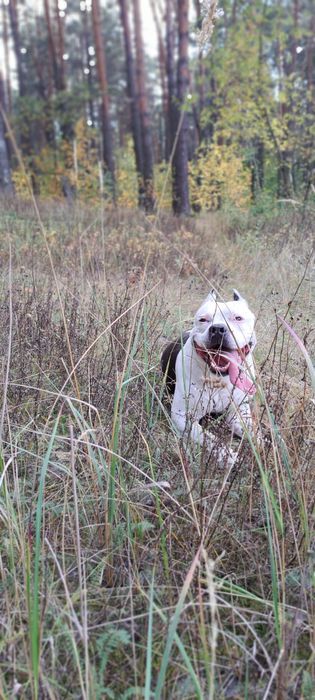 Вязка Американського стаффордширського тер'єру