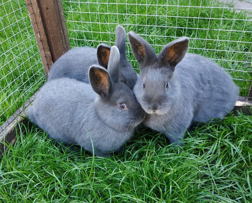 Króliki wiedeński niebieski, baran francuski